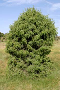 Enebro común - Porte (Juniperus communis)