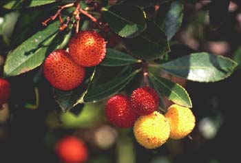 Madroño - Fruto (Arbutus unedo)