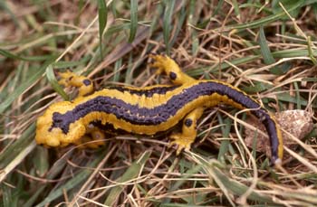 Salamandra (Salamandra salamandra)