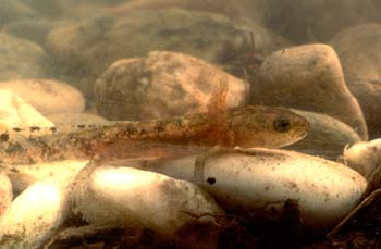 Tritón ibérico - Larva (Triturus boscai)
