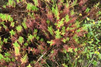 Hypericum thesiifolium, Ecuador