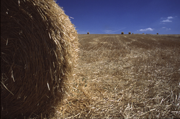 Paja recojida en el campo, Segovia, Castilla y León