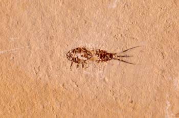 Pececillo de plata (Insecto) Cretácico