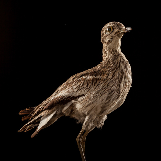 IES_SANISIDRO_BIOLOGIA_008