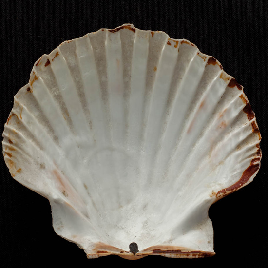 IES_ISABELLACATOLICA_BIOLOGIA_498