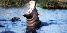 Exhibición de hipopótamo, Botswana