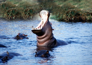 Exhibición de hipopótamo, Botswana