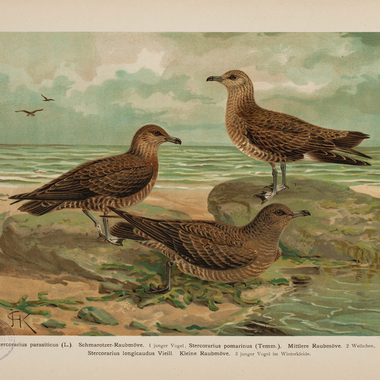 IES_CARDENALCISNEROS_AVES_LAMINAS_112