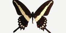 Papilio hectorides macho (Brasil)