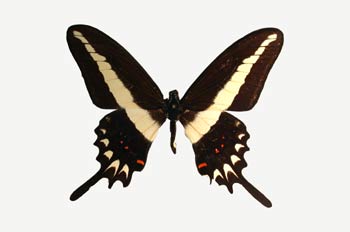 Papilio hectorides macho (Brasil)