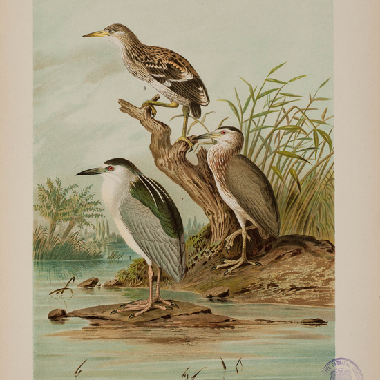 IES_CARDENALCISNEROS_AVES_LAMINAS_240