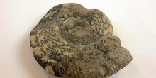Ammonoidea (Molusco-Ammonites) Jurásico
