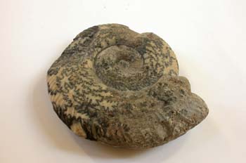 Ammonoidea (Molusco-Ammonites) Jurásico