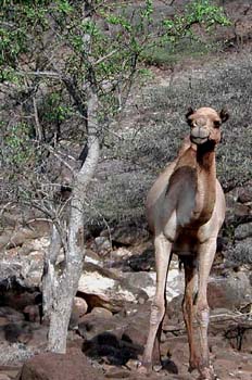 Dromedario junto a árbol, Rep. de Djibouti, áfrica