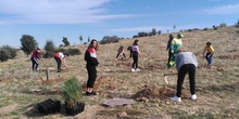 Plantación en el parque forestal de Valdebebas 2019 24