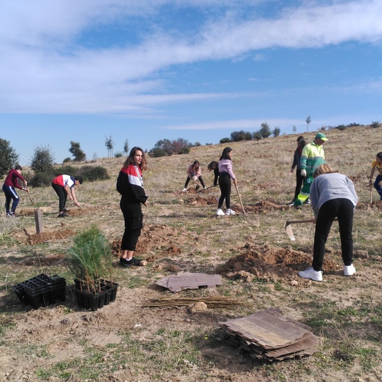 Plantación en el parque forestal de Valdebebas 2019 24