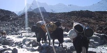 Yaks cruzando río