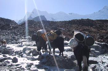 Yaks cruzando río