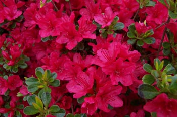 Jardines del Hotel The Empress, Victoria