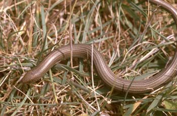 Eslizón tridáctilo (Chalcides striatus)