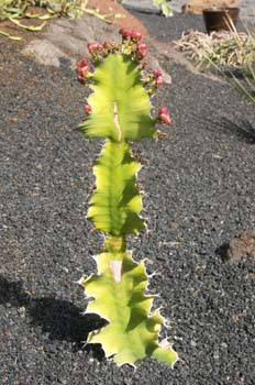 Euphorbia sp