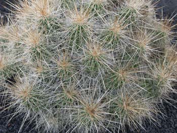 Echinocereus stramineus