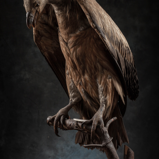 IES_SANISIDRO_MUSEO_Aves_182