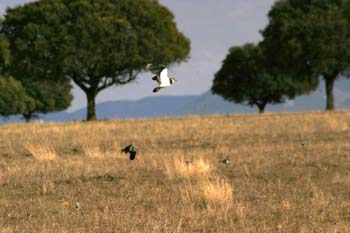 Avefría (Vanellus vanellus)