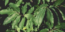 Castaño - Hojas (Castanea sativa)