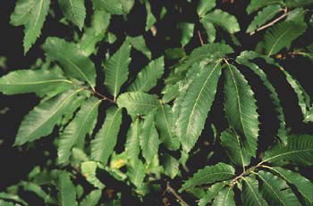 Castaño - Hojas (Castanea sativa)