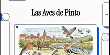 Las aves de Pinto