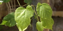 Tilo común - Hoja (Tilia platyphyllos)