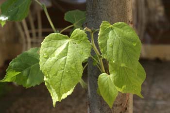 Tilo común - Hoja (Tilia platyphyllos)