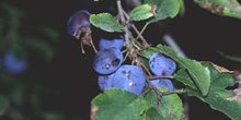 Endrino (Prunus spinosa)