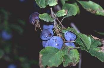 Endrino (Prunus spinosa)