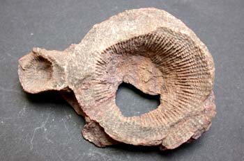 Phillipsastraea pengenllyi (Coral) Devónico