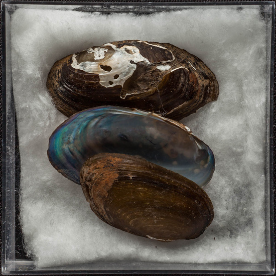 IES_ISABELLACATOLICA_BIOLOGIA_482