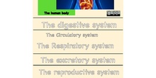 The human body en ingles