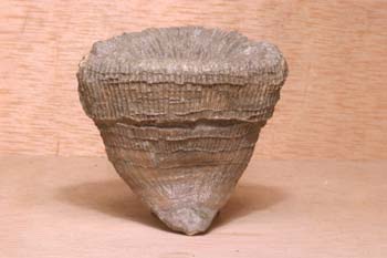 Placosmilia (Coral) Cretácico