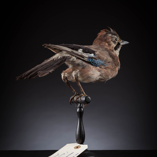 IES_SANISIDRO_MUSEO_Aves_094