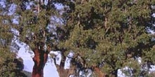 Alcornoque - Porte (Quercus suber)