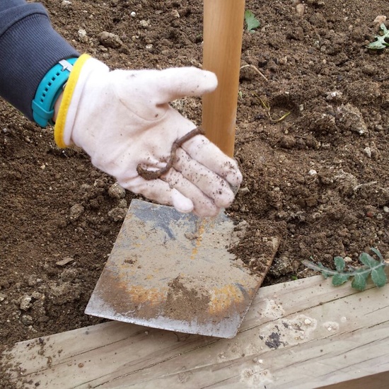 TRABAJANDO EN EL HUERTO 6