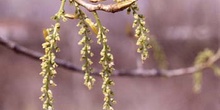 álamo negro - Flor Fem. (Populus nigra)
