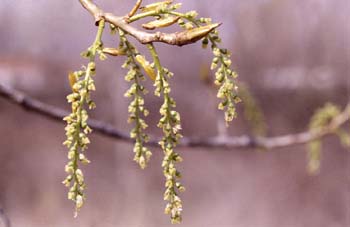 álamo negro - Flor Fem. (Populus nigra)