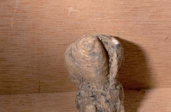 Cyrena laietana (Molusco-Bivalvo) Paleoceno