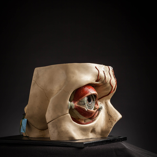 IES_CARDENALCISNEROS_ANATOMIA_MODELOS_023