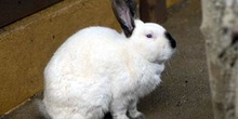 Conejo blanco