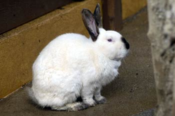 Conejo blanco