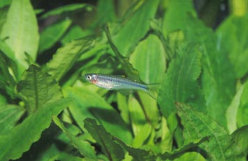 Pez arcoiris (Telmatherina sp.)