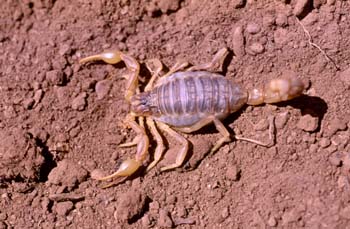 Alacrán o Escorpión (Buthus occitanus)